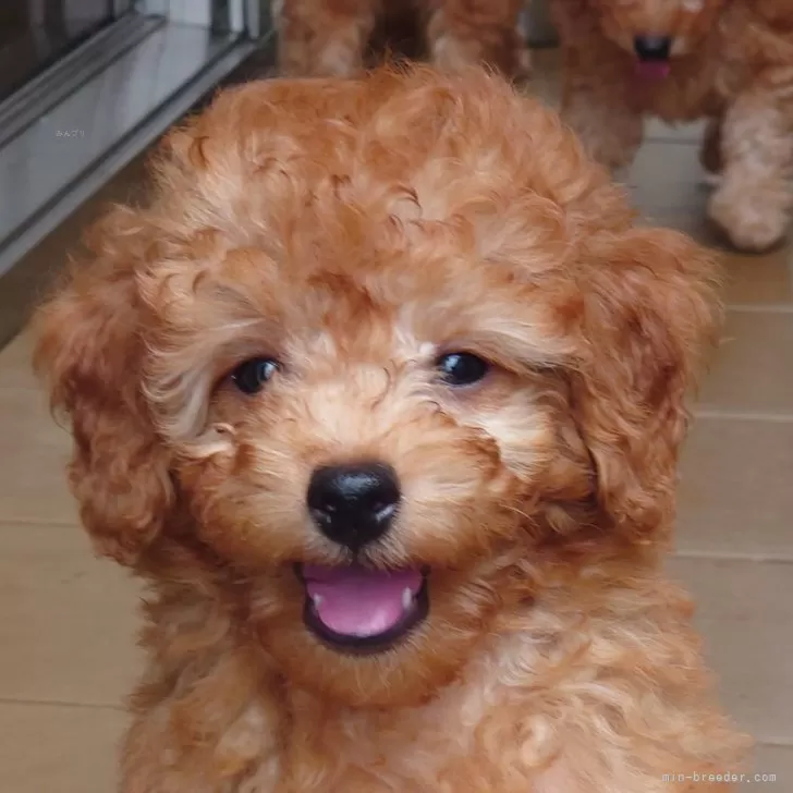 ID:2504-07793の子犬