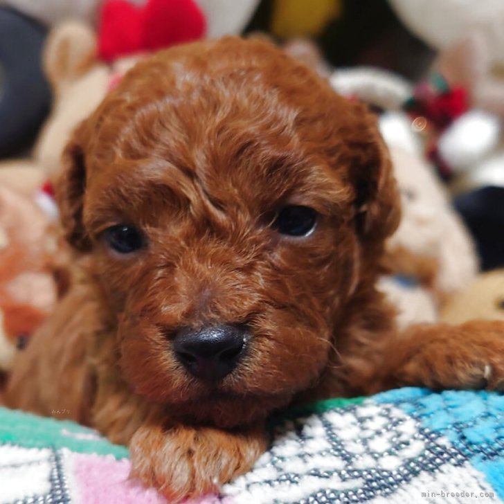 ブリーダー画像