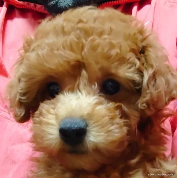 K・U 様のお迎えした子犬