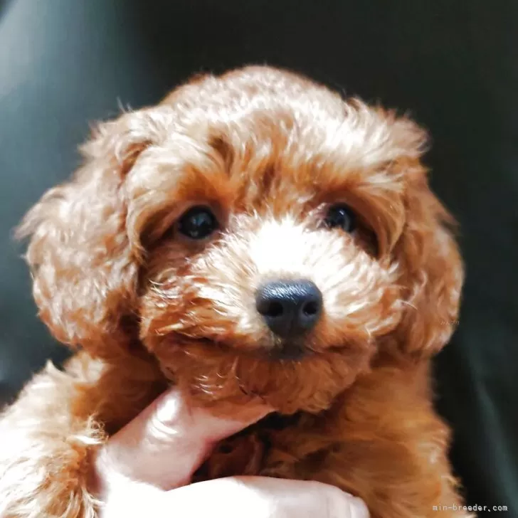 ID:2507-05712の子犬