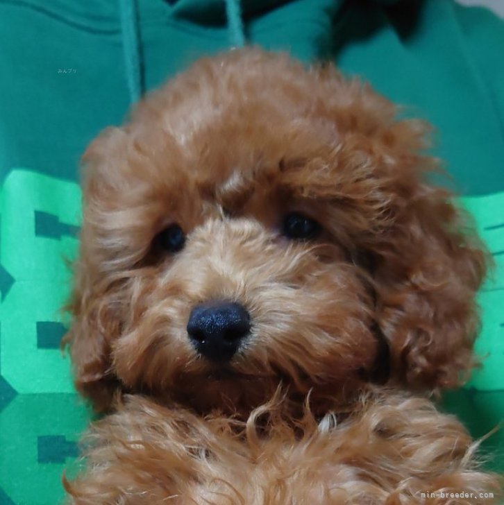 ブリーダー画像