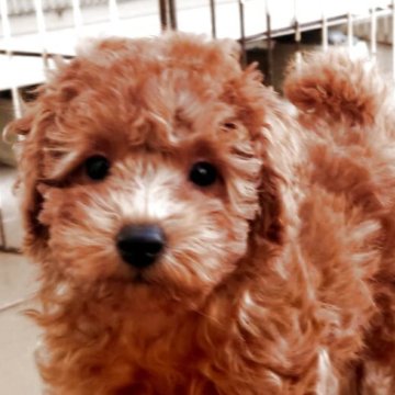 トイプードル(トイ)【福岡県・女の子・2025年9月1日・レッド】の写真「可愛い私にメロメロよん❤️両親遺伝子検査全てクリア」