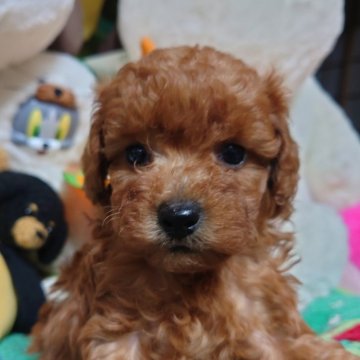 トイプードル(トイ)【福岡県・男の子・2025年9月1日・レッド】の写真「僕は可愛いのだ❤️両親遺伝子検査全てクリア」