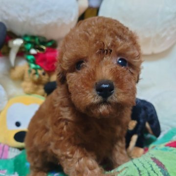 トイプードル(トイ)【福岡県・女の子・2025年9月1日・レッド】の写真「あたし可愛いのよ❤️両親遺伝子検査全てクリア」