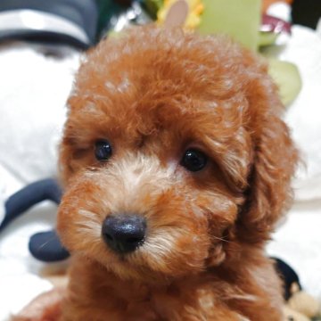 トイプードル(トイ)【福岡県・女の子・2025年9月1日・レッド】の写真「可愛い私にメロメロよん❤️両親遺伝子検査全てクリア」