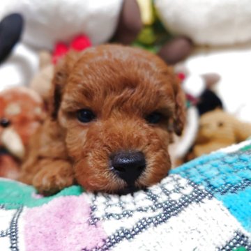 トイプードル(トイ)【福岡県・男の子・2025年10月9日・レッド】の写真「僕に会いに来てね！！両親遺伝子検査全てクリア」