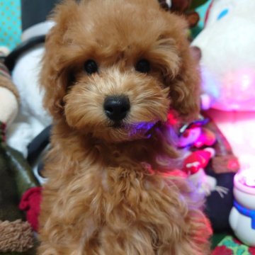 トイプードル(トイ)【福岡県・女の子・2025年9月1日・レッド】の写真「私、遊ぶの大好き❤️元気で明るい！ご飯も好きなの！」