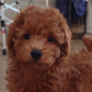 トイプードル(トイ)【福岡県・女の子・2025年9月1日・レッド】の写真「いつでも会いに来てね❤️両親遺伝子検査全てクリア」