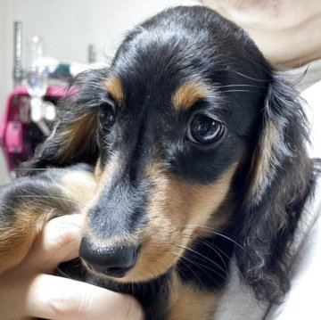 ミニチュアダックスフンド(ロング)【福岡県・男の子・2025年4月25日・ブラック&タン】の写真「小ぶりな僕です❤️お利口さんなの！遊びにきてね！」