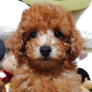 トイプードル(トイ)【福岡県・男の子・2025年9月1日・レッド】の写真「僕に会いに来てね！！両親遺伝子検査全てクリア」