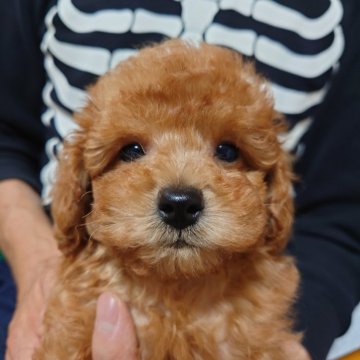 トイプードル(トイ)【福岡県・男の子・2025年9月1日・レッド】の写真「僕に会いに来てね!!両親遺伝子検査全てクリア」