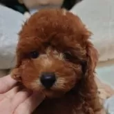 トイプードル(トイ)