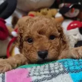 トイプードル(トイ)