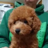 トイプードル(トイ)