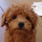 トイプードル(トイ)