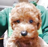 トイプードル(トイ)