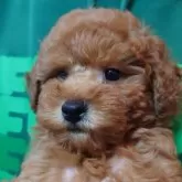 トイプードル(トイ)