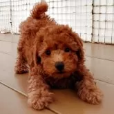 トイプードル(トイ)