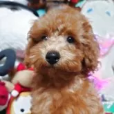 トイプードル(トイ)