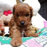 トイプードル(トイ)【福岡県・男の子・2025年10月9日・レッド】の写真2