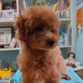 トイプードル(トイ)【福岡県・男の子・2025年10月9日・レッド】の写真3