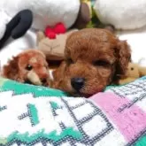 トイプードル(トイ)【福岡県・男の子・2025年10月9日・レッド】の写真3