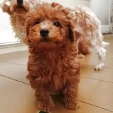 トイプードル(トイ)【福岡県・男の子・2025年10月9日・レッド】の写真6