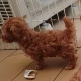 トイプードル(トイ)【福岡県・男の子・2025年10月9日・レッド】の写真7