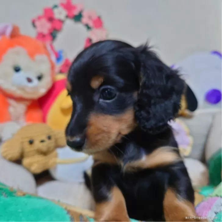 ID：2403-04777の子犬