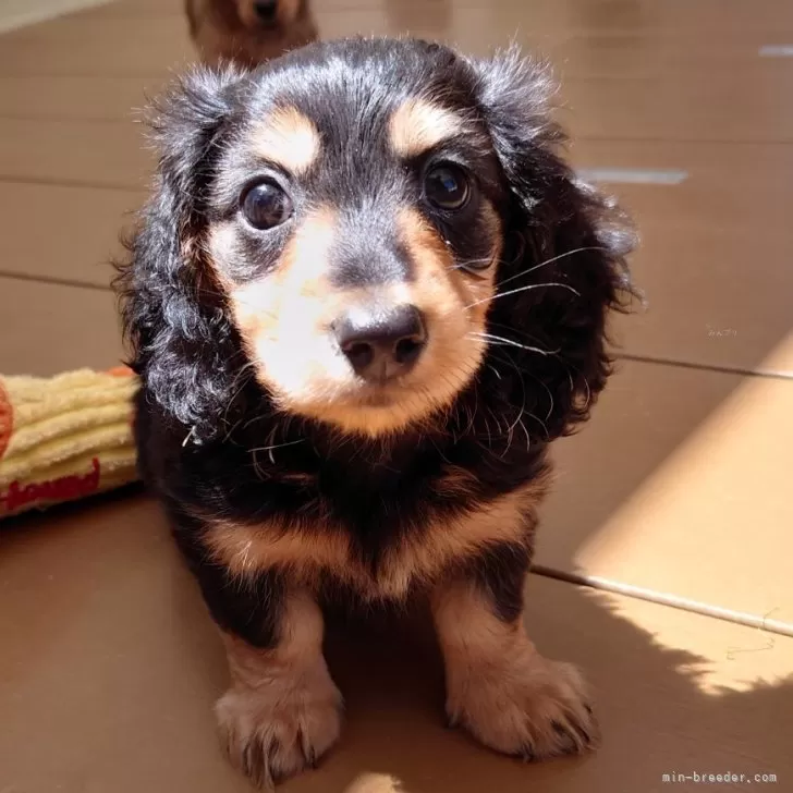 ID：2403-04857の子犬