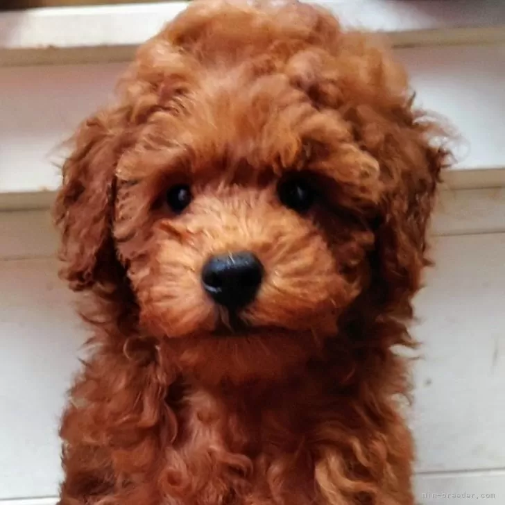 ID:2402-04680の子犬
