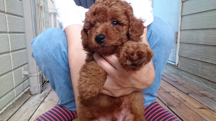 ID：1606-00593の子犬
