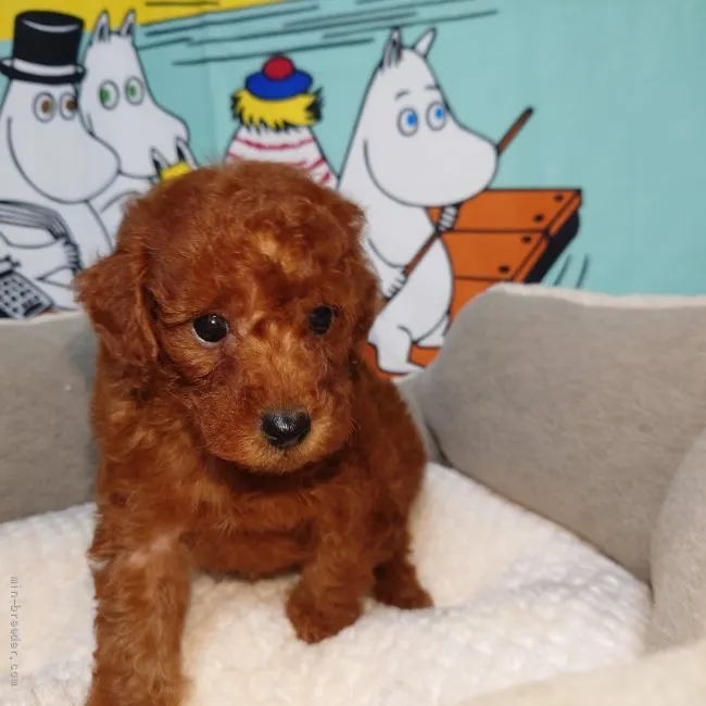 ID：2110-03737の子犬