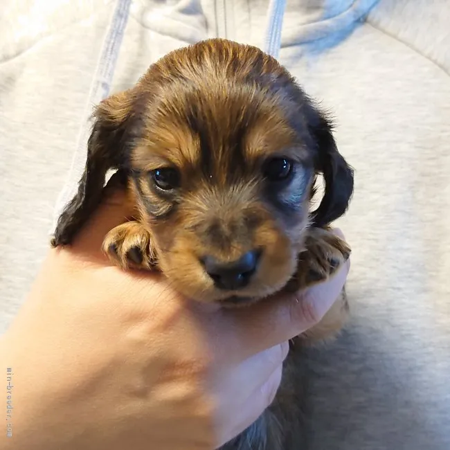 ID：2104-02287の子犬
