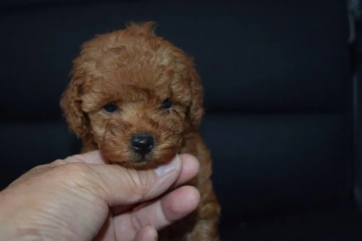 ID:1610-01433の子犬