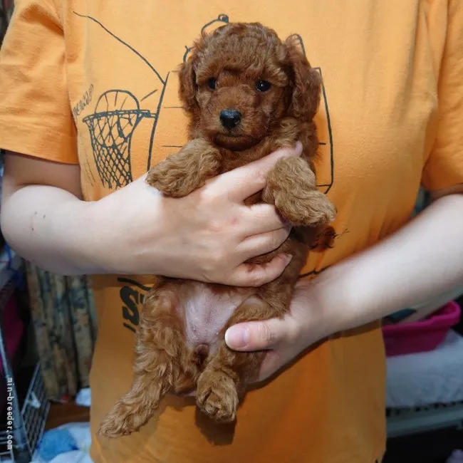 ID:2110-00697の子犬