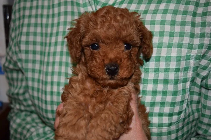 ID:1605-00563の子犬