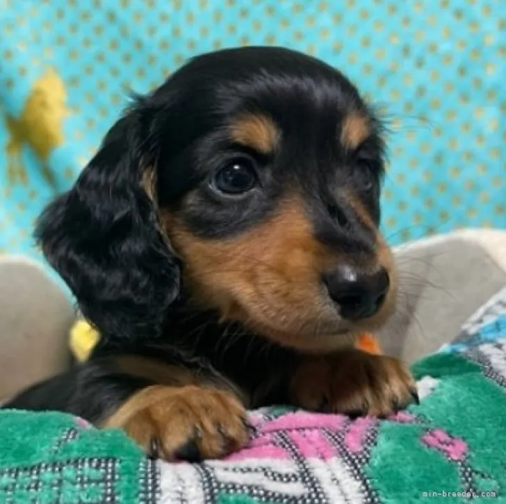 ID：2308-06132の子犬