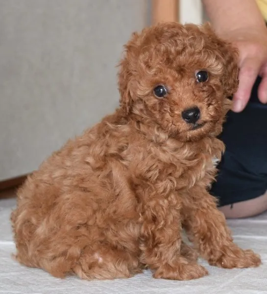 ID：1505-01261の子犬