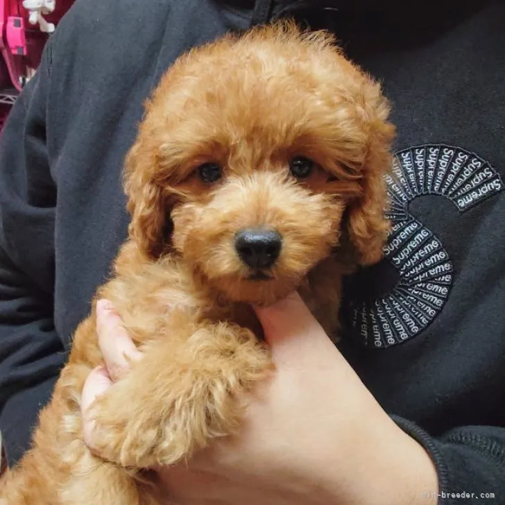 ID:2310-02403の子犬