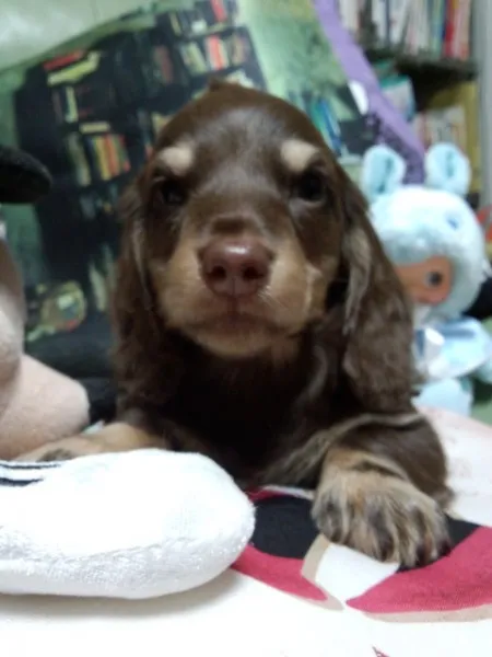 ID：1402-00368の子犬