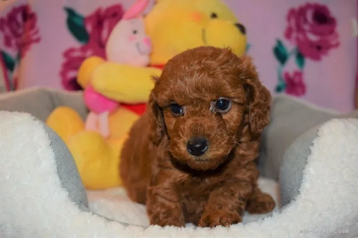 ID：2103-01867の子犬