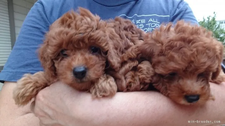 ID：1706-02135の子犬