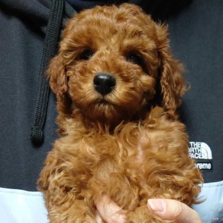 ID：2211-02912の子犬