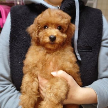 トイプードル(トイ)【福岡県・男の子・2022年11月11日・レッド】の写真「独り寝も出来て、おとなしくて可愛い子です」