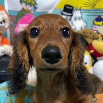 ミニチュアダックスフンド(ロング)【福岡県・女の子・2024年5月1日・レッド】の写真「可愛い私です！ご飯食べるの遊ぶの大好き❤みてみてね」