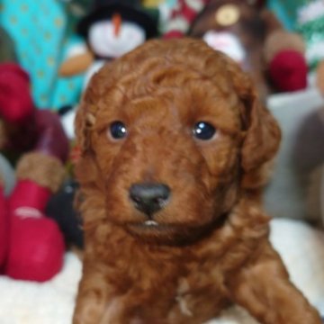 トイプードル(トイ)【福岡県・男の子・2023年11月7日・レッド】の写真「開眼しましたので、掲載しました」