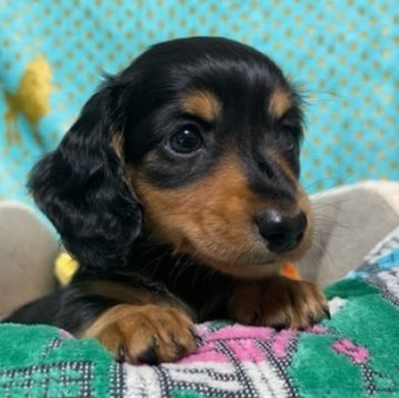 ミニチュアダックスフンド(ロング)【福岡県・男の子・2023年7月30日・ブラック&タン】の写真「ママに似て可愛いぼくだよ！遊ぶの大好きなんだぁ❤」