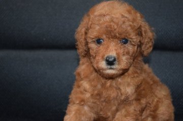 トイプードル(トイ)【福岡県・女の子・2015年7月20日・レッド】の写真「ママ似のとっても可愛い子です」