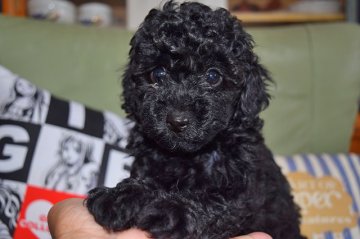 トイプードル(トイ)【福岡県・男の子・2016年4月12日・ブラック】の写真「ブラックは、見てはじめて可愛さがわかります、」
